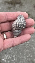 Stramonita canaliculata