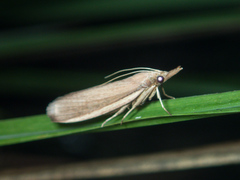 Emmalocera