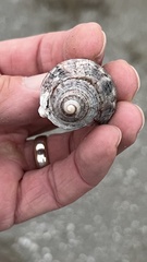 Stramonita canaliculata