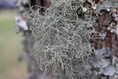 Usnea subfloridana