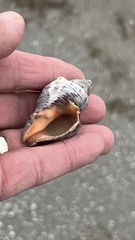 Stramonita canaliculata