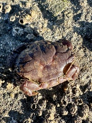 Cycloxanthops novemdentatus