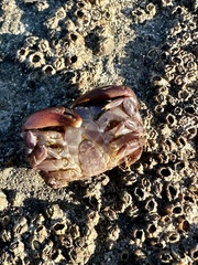 Cycloxanthops novemdentatus