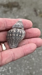 Stramonita canaliculata