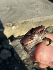 Cycloxanthops novemdentatus