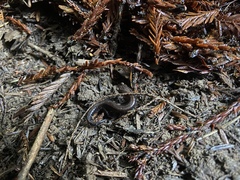 Plethodon elongatus
