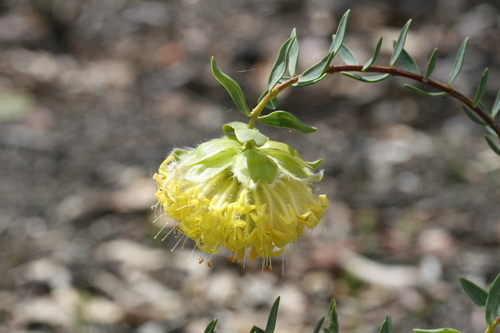 Image of Pimelea suaveolens by (c) Benjamin Anderson, some rights reserved (CC BY)
