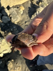 Cycloxanthops novemdentatus