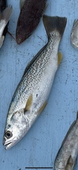 Cynoscion regalis