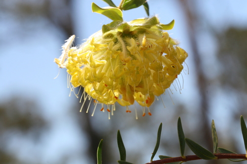 Image of Pimelea suaveolens by (c) Benjamin Anderson, some rights reserved (CC BY)