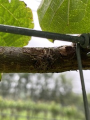 Socca pustulosa