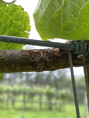 Socca pustulosa