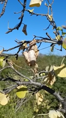 Rothschildia cinctus