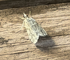 Eudonia heterosalis