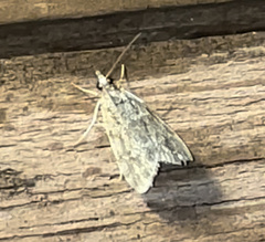 Eudonia heterosalis