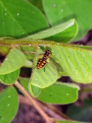 Toxomerus floralis