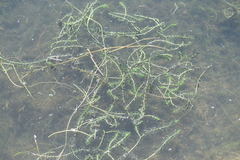 Elodea