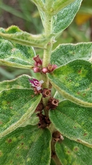 Miconia sericea