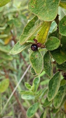 Miconia sericea