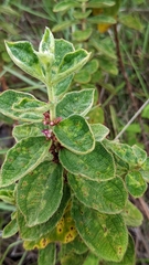Miconia sericea