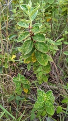 Miconia sericea