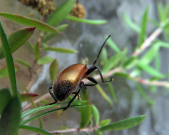 Ecnolagria rufescens