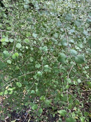 Coprosma rotundifolia