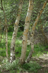 Betula microphylla