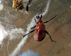 Ecnolagria rufescens