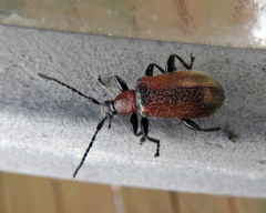 Ecnolagria rufescens