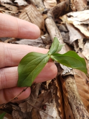 Trillium