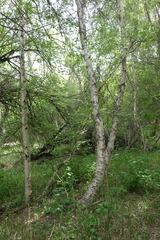 Betula microphylla