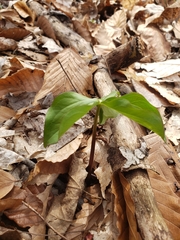 Trillium