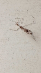 Stenolemus fraterculus