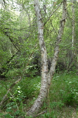 Betula microphylla