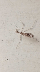 Stenolemus fraterculus