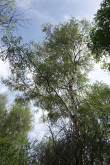 Betula microphylla
