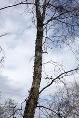 Betula microphylla
