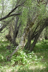 Betula microphylla