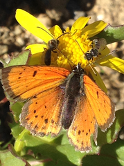 Lycaena cupreus