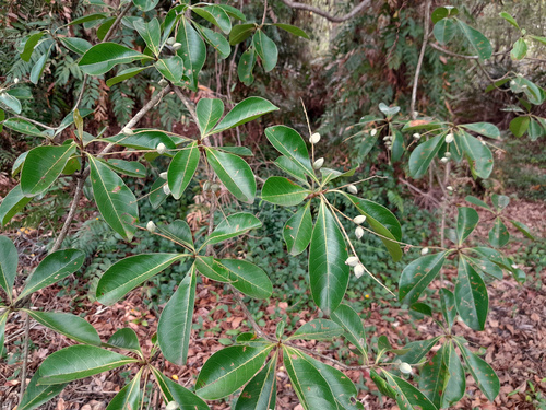 Terminalia microcarpa (Terminalia microcarpa)