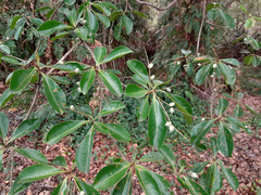 Terminalia microcarpa
