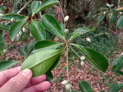 Terminalia microcarpa