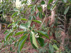 Terminalia microcarpa
