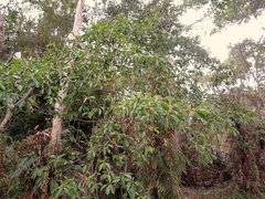 Terminalia microcarpa