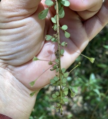 Phyllanthus microcladus