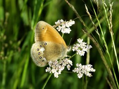Coenonympha glycerion