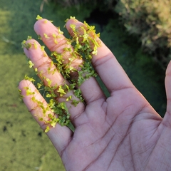 Lemna aequinoctialis