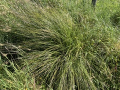 Carex virgata