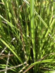 Carex virgata